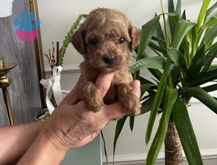 EŞSİZ GÜZELLİK DE POODLE YAVRULARI - 8849 - Görsel 3