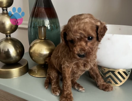 BİBLO GİBİ KORE KAN POODLE BEBEKLER - 8850