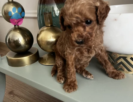 BİBLO GİBİ KORE KAN POODLE BEBEKLER - 8850 - Görsel 3