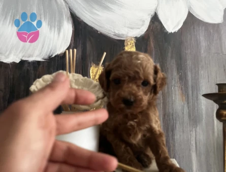 EN GÜZEL VE EN ÖZEL TOY POODLE YAVRULARIMIZ - 8851
