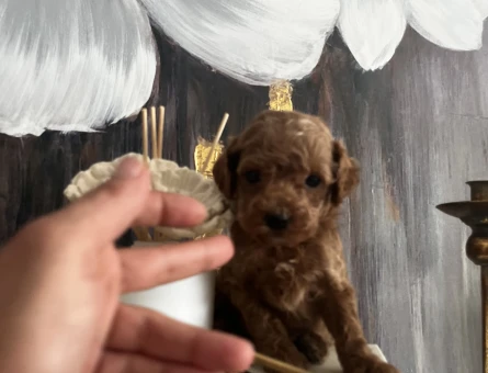 EN GÜZEL VE EN ÖZEL TOY POODLE YAVRULARIMIZ - 8851