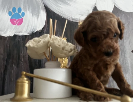 EN GÜZEL VE EN ÖZEL TOY POODLE YAVRULARIMIZ - 8851 - Görsel 3