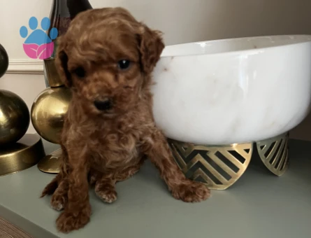 EN İYİSİNİ ARAYANLARA TOY POODLE BEBEKLER - 8853