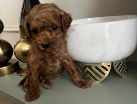 EN İYİSİNİ ARAYANLARA TOY POODLE BEBEKLER - 8853