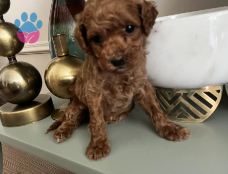 EN İYİSİNİ ARAYANLARA TOY POODLE BEBEKLER - 8853 - Görsel 3