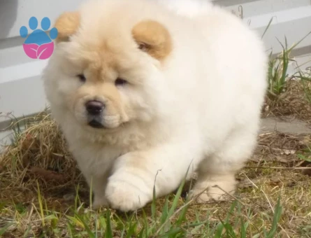 CHOW CHOW YAVRULARIMIZ TESLİME HAZIR - 8855 - Görsel 2