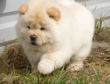 CHOW CHOW YAVRULARIMIZ TESLİME HAZIR - 8855