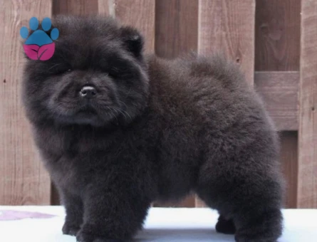 CHOW CHOW YAVRULARIMIZ TESLİME HAZIR - 8855 - Görsel 3