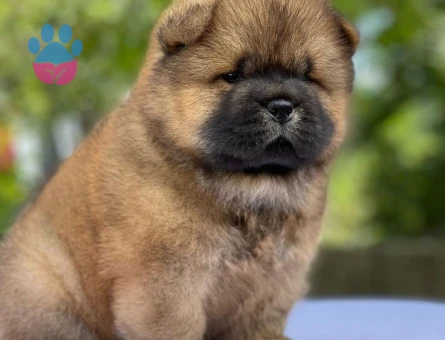 CHOW CHOW YAVRULARIMIZ TESLİME HAZIR - 8855 - Görsel 4