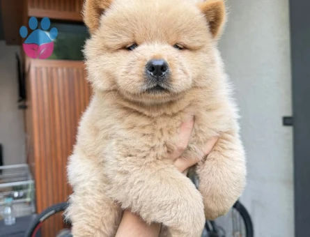 CHOW CHOW YAVRULARIMIZ TESLİME HAZIR - 8855 - Görsel 5