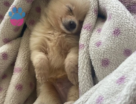 Pomerian boo - 8857