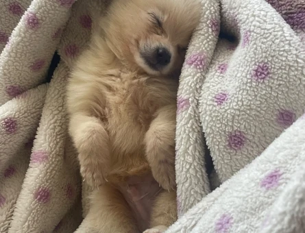 Pomerian boo - 8857