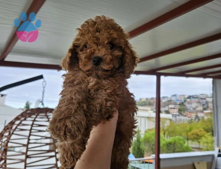 AİLE ORTAMINDA BÜYÜMÜŞ YAVRULARIMIZ - 7370 - Görsel 3
