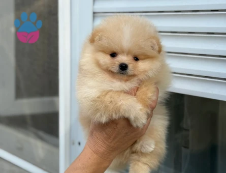POMERİAN BOO YAVRULARIMIZ - 8861 - Görsel 2