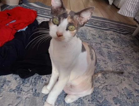 Kedi sahiplendirme 3 Yaşında - 8863