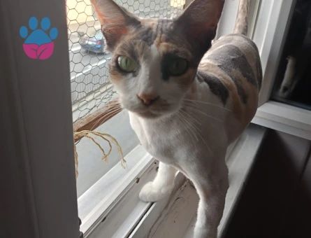 Kedi sahiplendirme 3 Yaşında - 8863 - Görsel 3