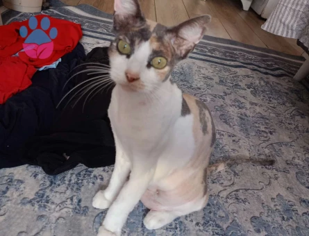 Kedi sahiplendirme 3 Yaşında - 8863 - Görsel 4