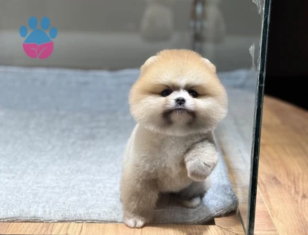 POMERANIAN ÜRETİM ÇİFTLİĞİNDEN - 8865 - Görsel 4