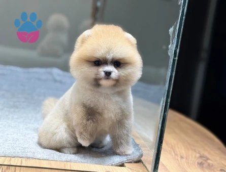 POMERANIAN ÜRETİM ÇİFTLİĞİNDEN - 8865 - Görsel 3