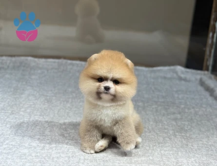 POMERANIAN ÜRETİM ÇİFTLİĞİNDEN - 8865