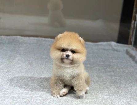 POMERANIAN ÜRETİM ÇİFTLİĞİNDEN - 8865
