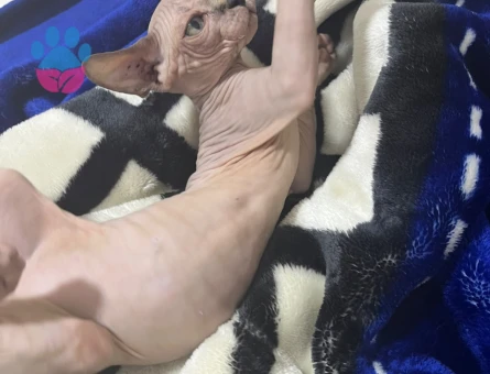Sfenks 2 Aylık Yuva Arıyor - 8866 - Görsel 3