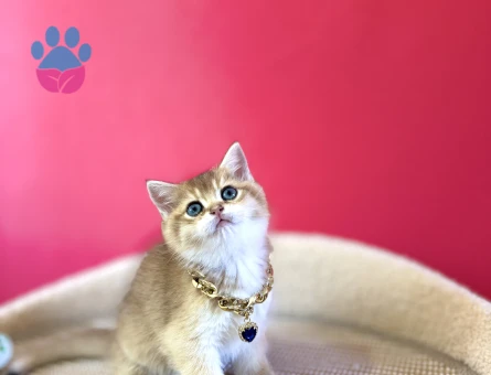 British Shorthair Golden Erkek Yavrumuz - 8867 - Görsel 3