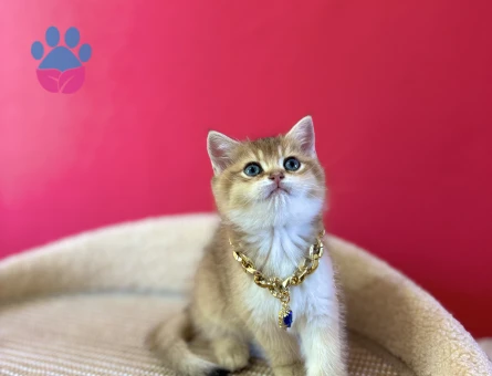 British Shorthair Golden Erkek Yavrumuz - 8867 - Görsel 4