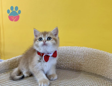 British Shorthair Kırmızı Papyonlu Golden Yavrumuz - 8868 - Görsel 3