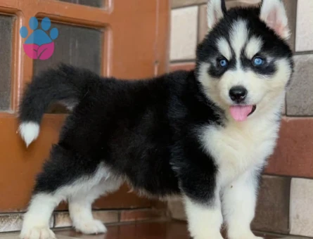 Husky Yavrularımız Dişi ve Erkek Olarak Sizlerle - 8869 - Görsel 2