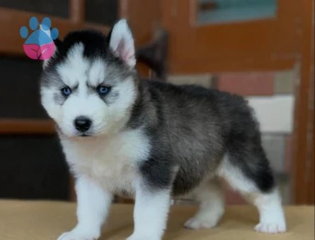 Husky Yavrularımız Dişi ve Erkek Olarak Sizlerle - 8869 - Görsel 4