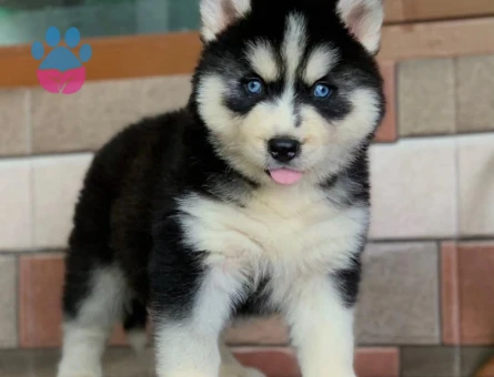 Husky Yavrularımız Dişi ve Erkek Olarak Sizlerle - 8869 - Görsel 3