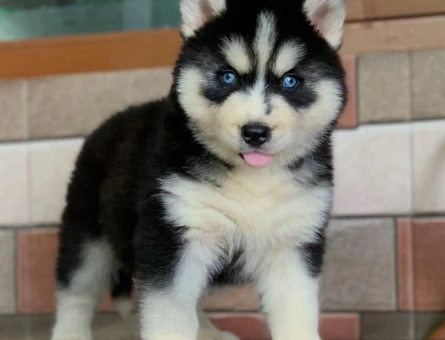 Husky Yavrularımız Dişi ve Erkek Olarak Sizlerle - 8869
