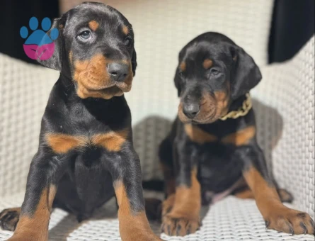 King Doberman Erkek ve Dişi Yavrular Sizlerle - 8870 - Görsel 2