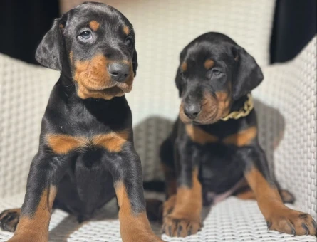 King Doberman Erkek ve Dişi Yavrular Sizlerle - 8870