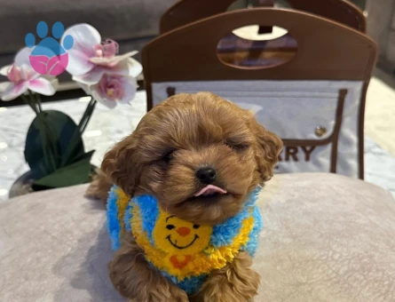 Çiftliğimizden Dünya Tatlısı Maltipoo Yavrular - 8872 - Görsel 3