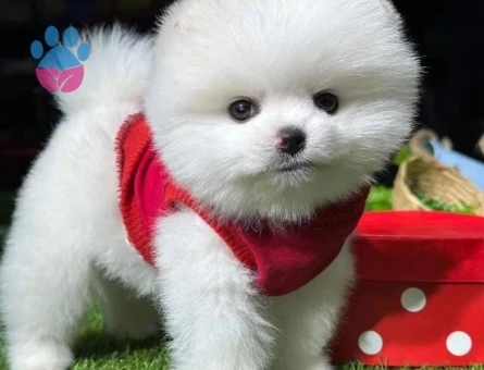 Irk ve Sağlık Garantili Ayı Surat Pomeranian Boo Yavrumuz - 8873 - Görsel 4