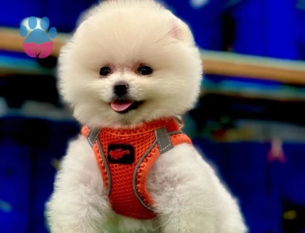 Irk ve Sağlık Garantili Ayı Surat Pomeranian Boo Yavrumuz - 8873 - Görsel 3