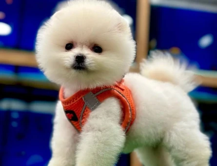 Irk ve Sağlık Garantili Ayı Surat Pomeranian Boo Yavrumuz - 8873