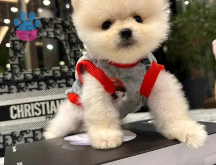 Irk ve Sağlık Garantili Ayı Surat Pomeranian Boo Yavrumuz - 8873 - Görsel 5