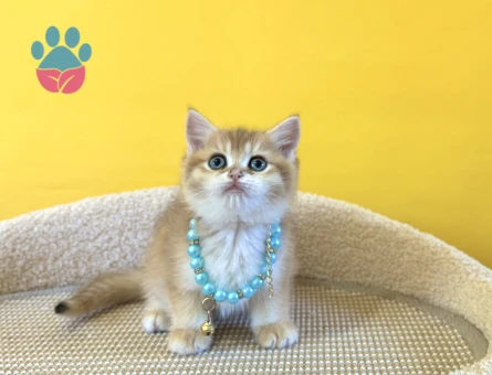 British Shorthair Golden Ny12 Erkek Yavrumuz - 8874 - Görsel 2