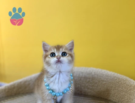 British Shorthair Golden Ny12 Erkek Yavrumuz - 8874 - Görsel 3