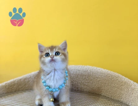 British Shorthair Golden Ny12 Erkek Yavrumuz - 8874 - Görsel 4