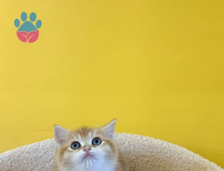 Golden British Shorthair Erkek Yavrumuz 2 Aylık - 8875 - Görsel 2