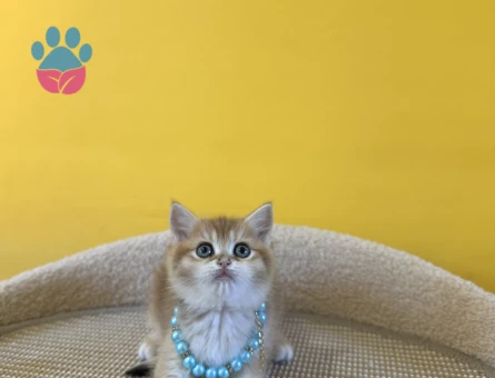 Golden British Shorthair Erkek Yavrumuz 2 Aylık - 8875 - Görsel 3
