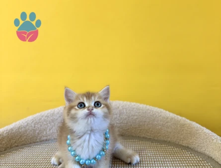 Golden British Shorthair Erkek Yavrumuz 2 Aylık - 8875 - Görsel 4