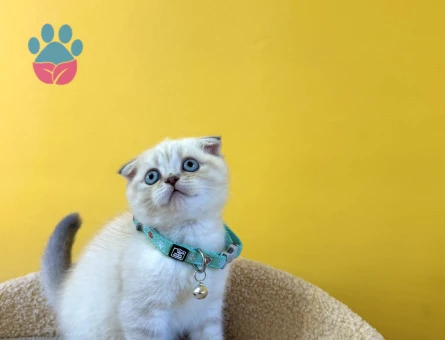 Scottish Fold Blue Point Renkli Gözlü Erkek Yavrumuz - 8876 - Görsel 2