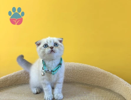 Scottish Fold Blue Point Renkli Gözlü Erkek Yavrumuz - 8876 - Görsel 3