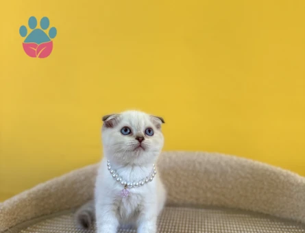 Blue Point Scottish Fold Dişi Yavrumuz 2 Aylık - 8877 - Görsel 3