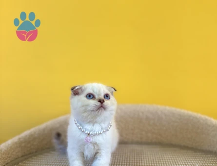 Blue Point Scottish Fold Dişi Yavrumuz 2 Aylık - 8877 - Görsel 2